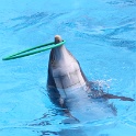 Marineland - Dauphins - 058